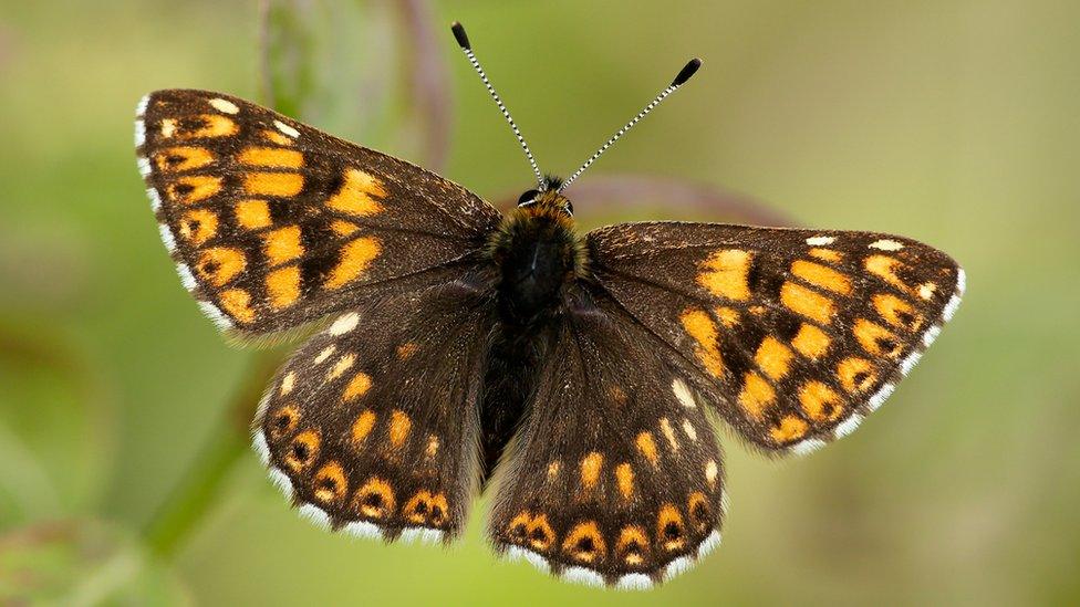 A butterfly with orange, brown and white markings with its wings wide open and a fluffy body. Its antenna are striped black and whtie.