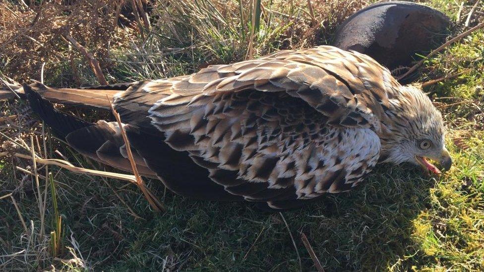 The red kite on the ground