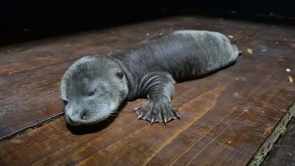 Baby otter