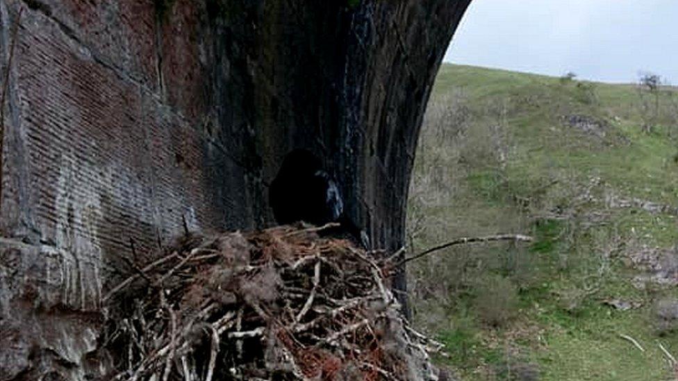 The raven nest