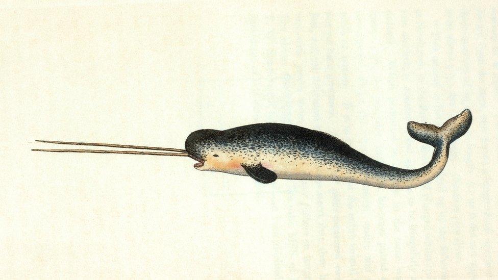 This early 19th Century image shows a narwhal with two long tusks