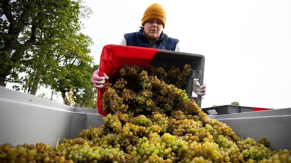 Collecting grapes for winemaking in York