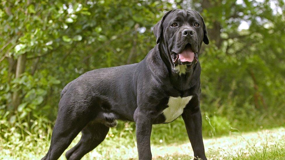 Cane corso dog