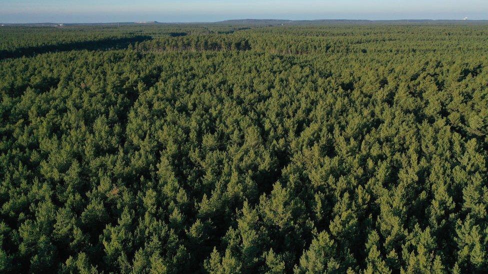 forest