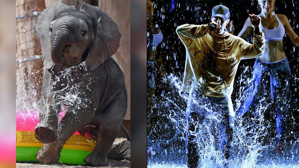 Elephant and Justin Bieber