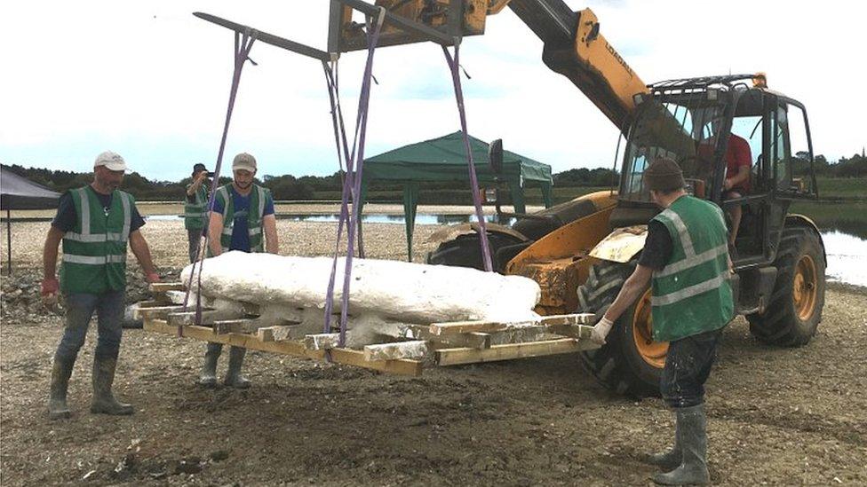 Lifting fossil in plaster jacket