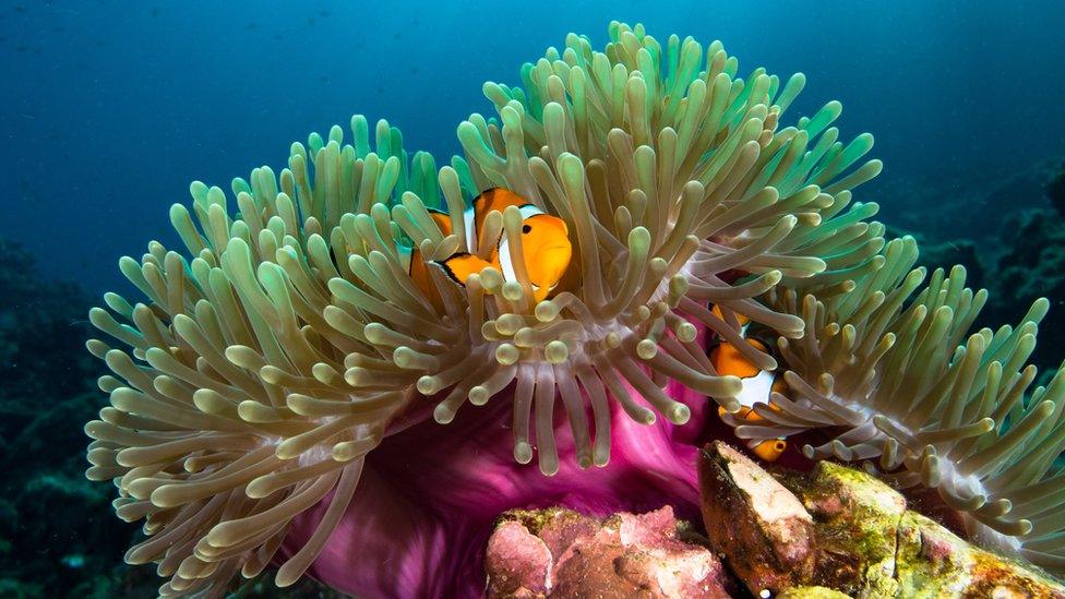 clownfish in coral reef setting