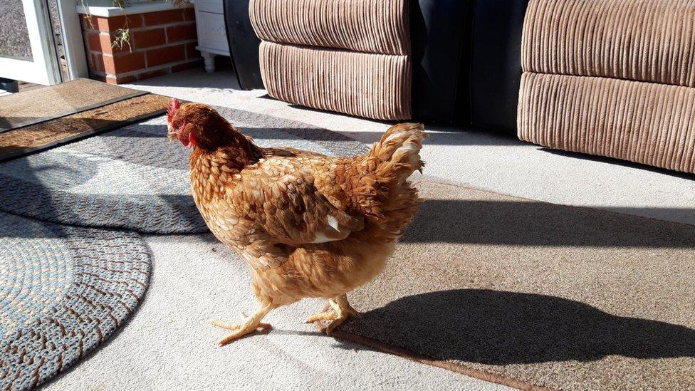 Hen