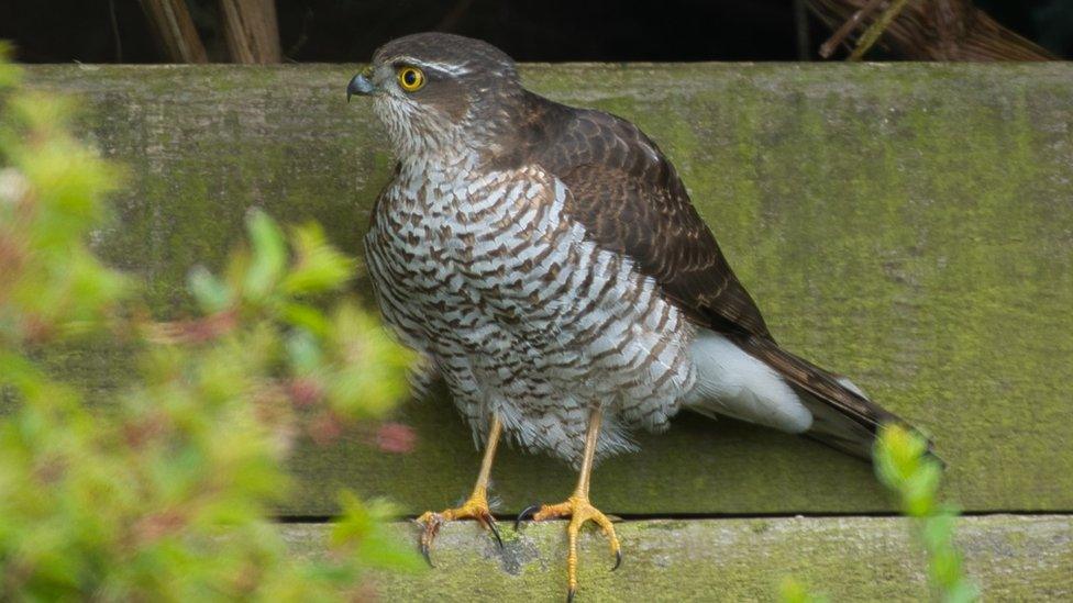 Female sparrowhawk