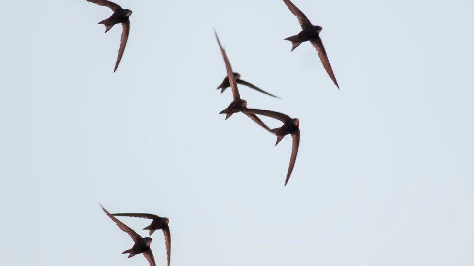 Flock of Common swifts