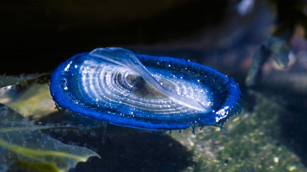 velella velella