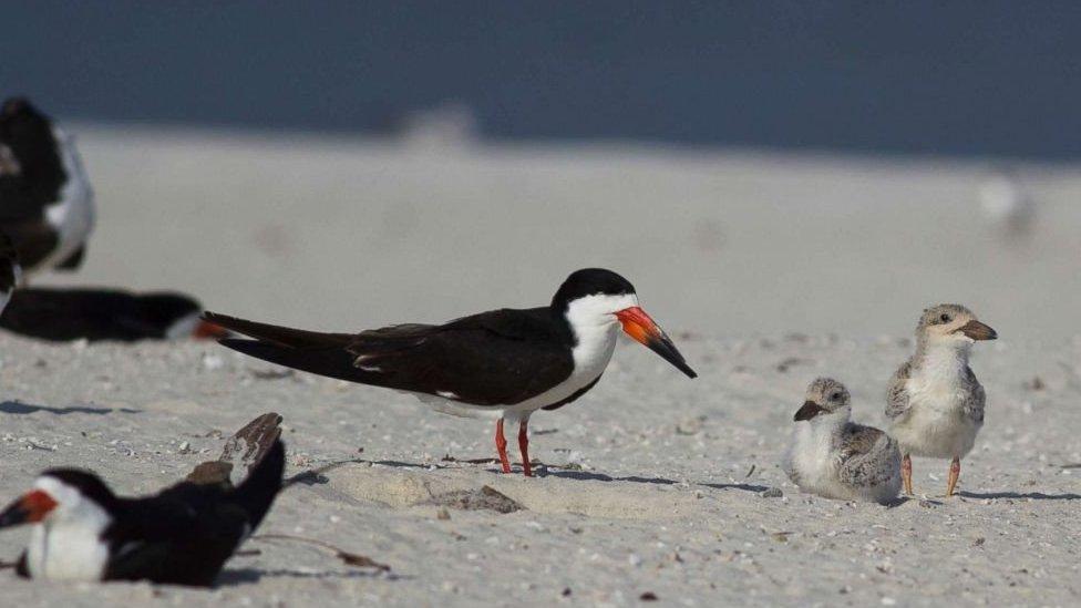 the least tern