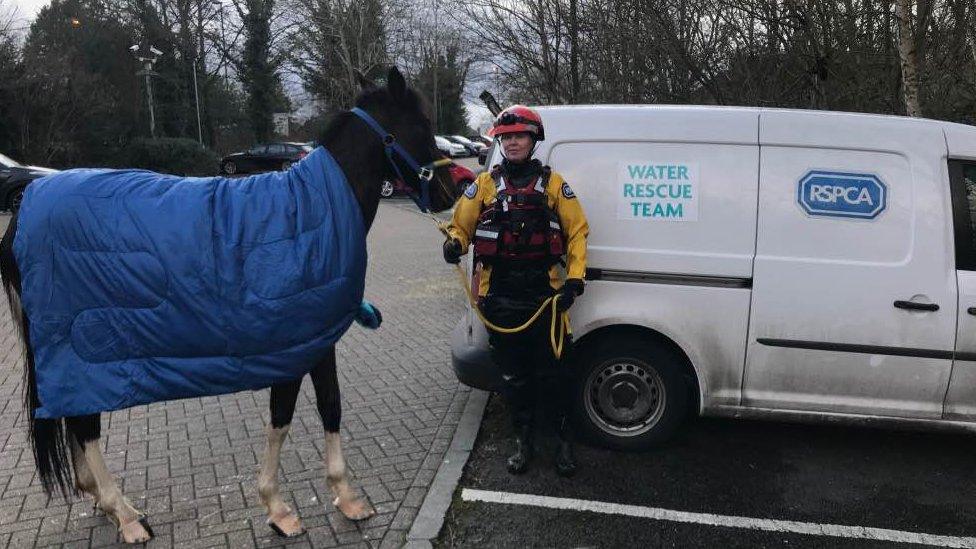 pony-with-rspca-team