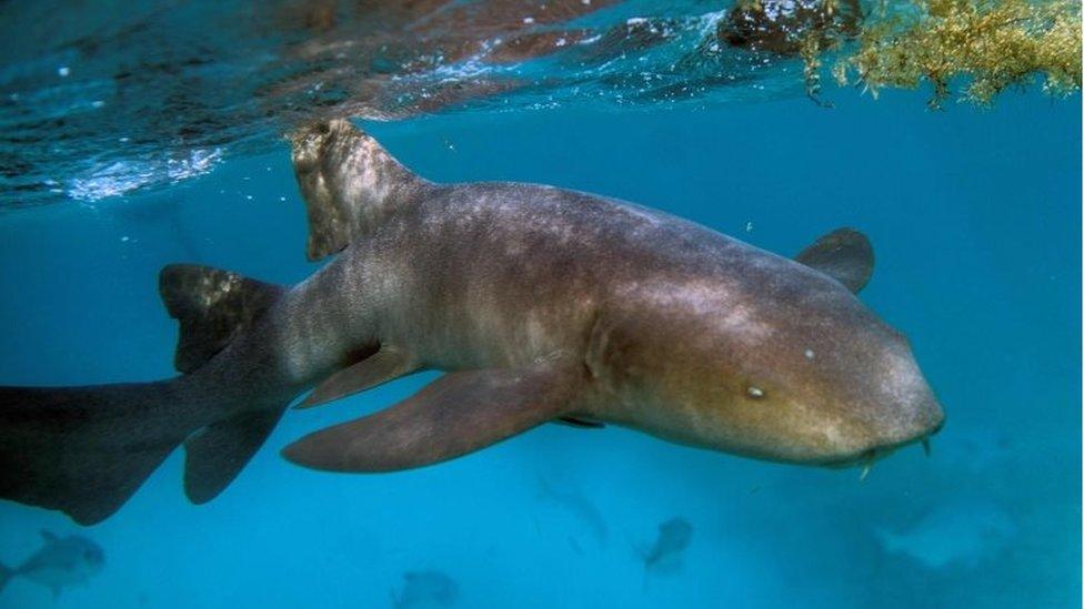 A Nurse Shark (Ginglymostoma cirratum) is seen at the Hol Chan Marine Reserve coral reef in the outskirts of San Pedro village, in Ambergris Cay, Belize, on June 7, 2018.