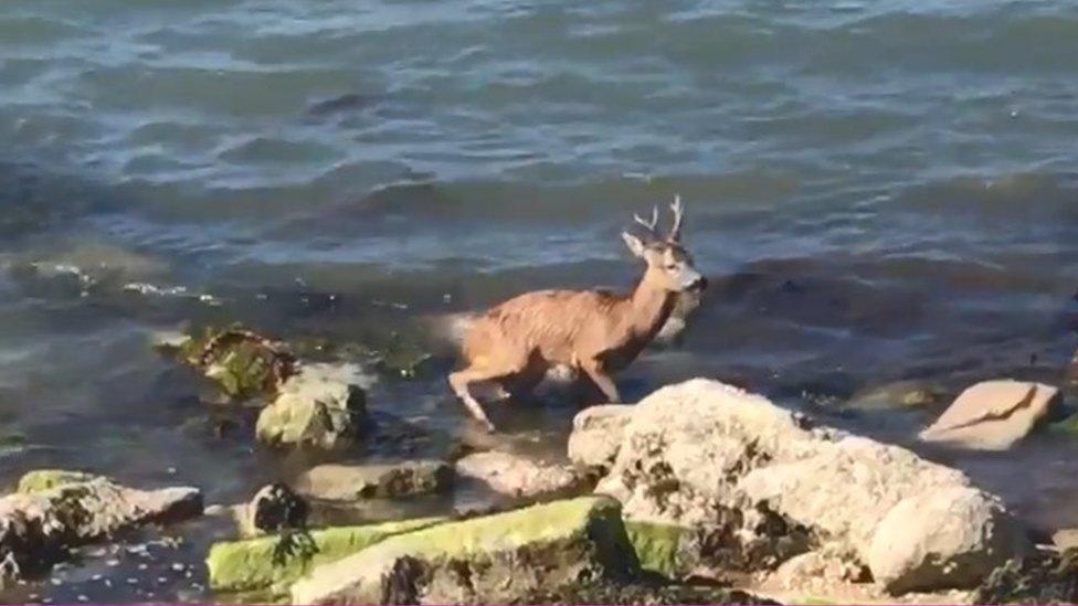 Deer stuck in the water