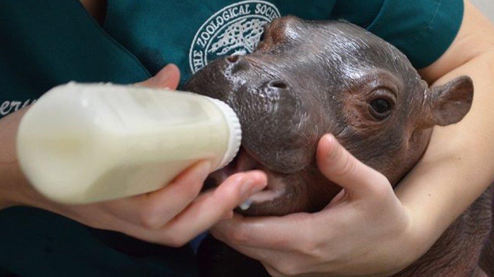 Fiona the baby hippo