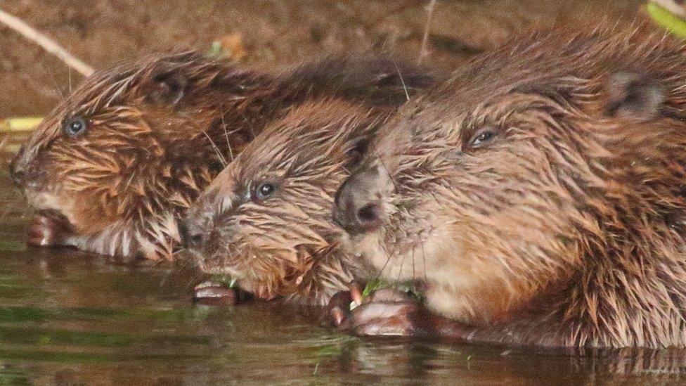 Beavers