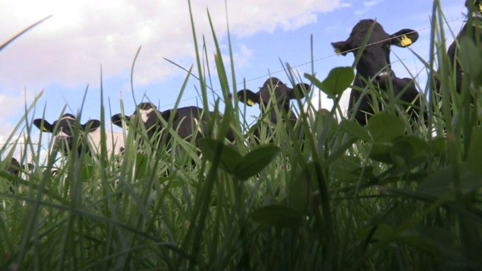 Cows in a field