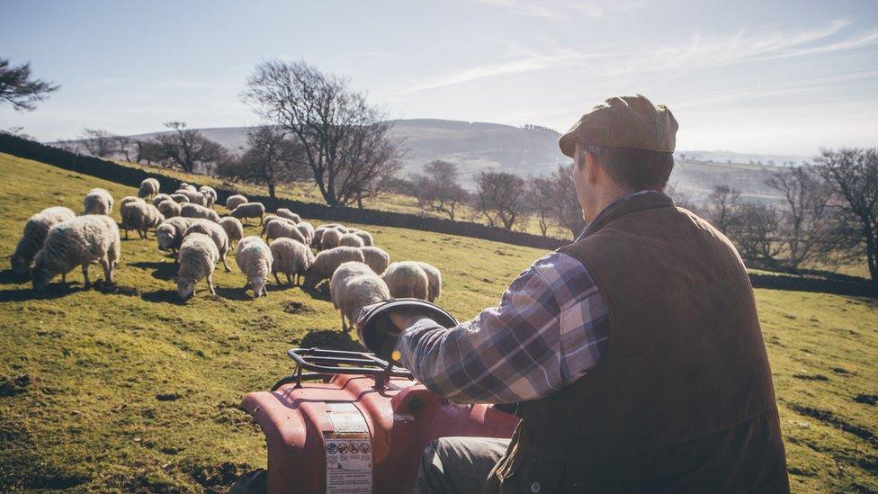 Farmer with sheep