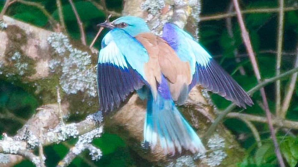 European Roller