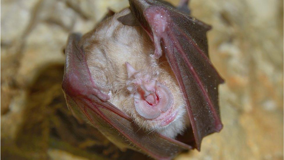 Greater Horseshoe Bat