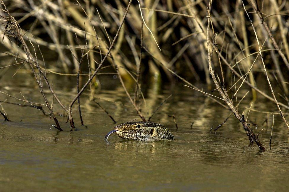 A Nile monitor lizard swims next to reeds. It is the same colour and the water and vegetation.