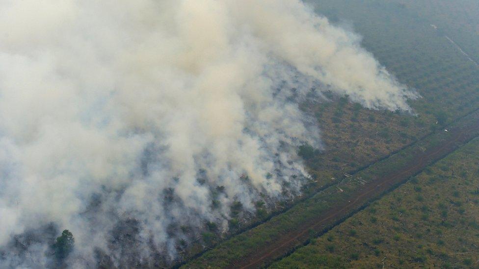 Forest fire in Indonesia's Riau province (26 Sept 2015)