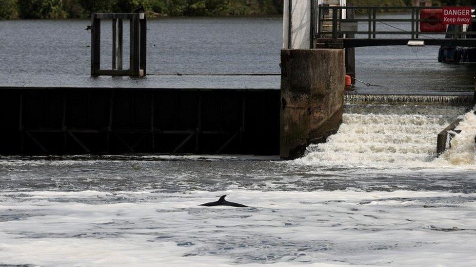 Whale in Thames