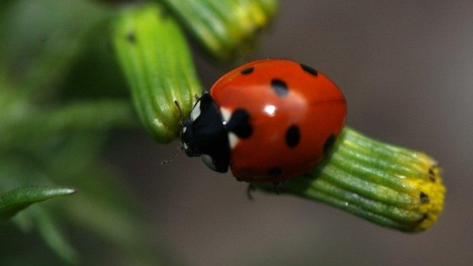 Seven-spot ladybird