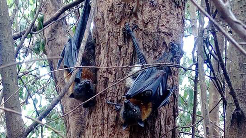 Flying foxes on a tree in Sydney