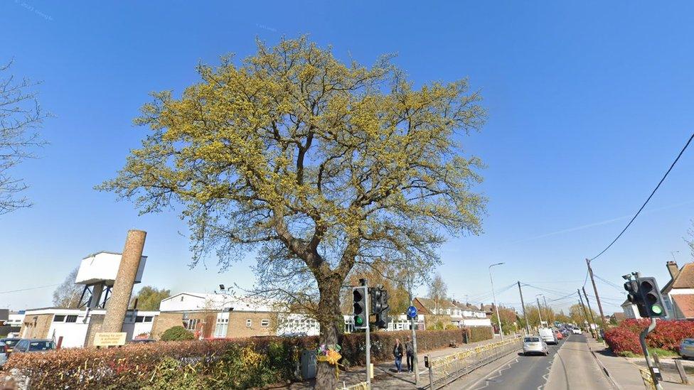 Oak tree outside Holt Farm Infant and Junior schools