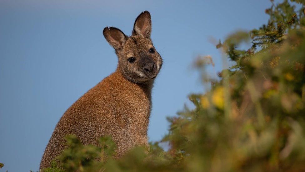 Lambay wallaby