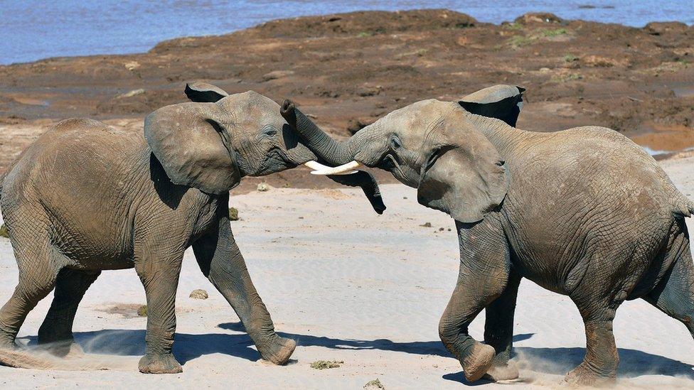 Elephants play fight close to the Samburu game reserve in Kenya