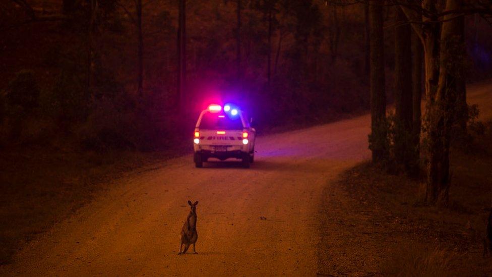 A wallaby on the road behind an emergency car after escaping a bushfire near Nana Glen in New South Wales