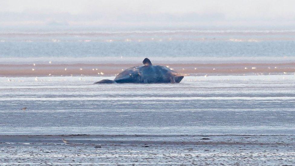 Stranded dead sperm whale