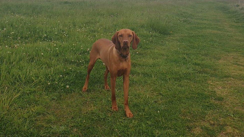 Two-year-old vizsla Jessie