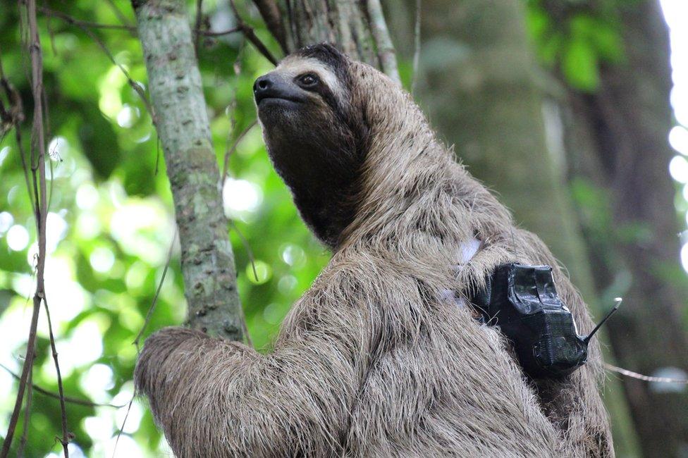 sloth wearing tag