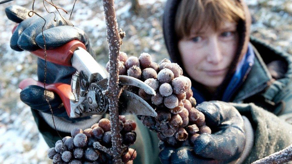 Iced grapes