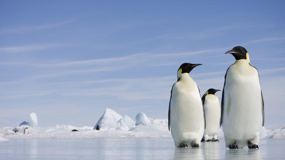 emperor penguins on sea ice