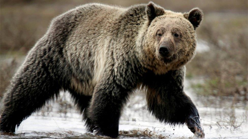 Grizzly bear