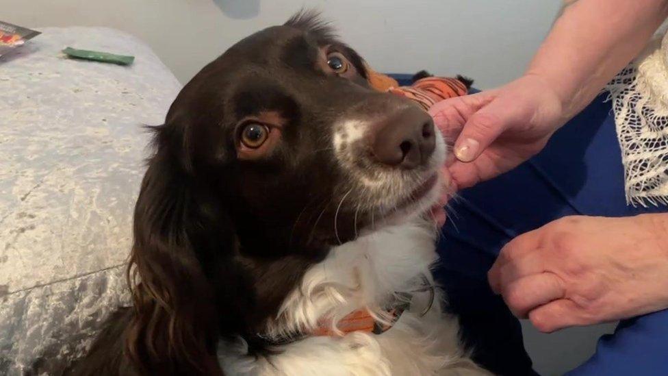 A close up of a white and brown spaniel type dog