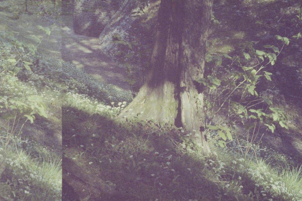 Trees at Castell Coch