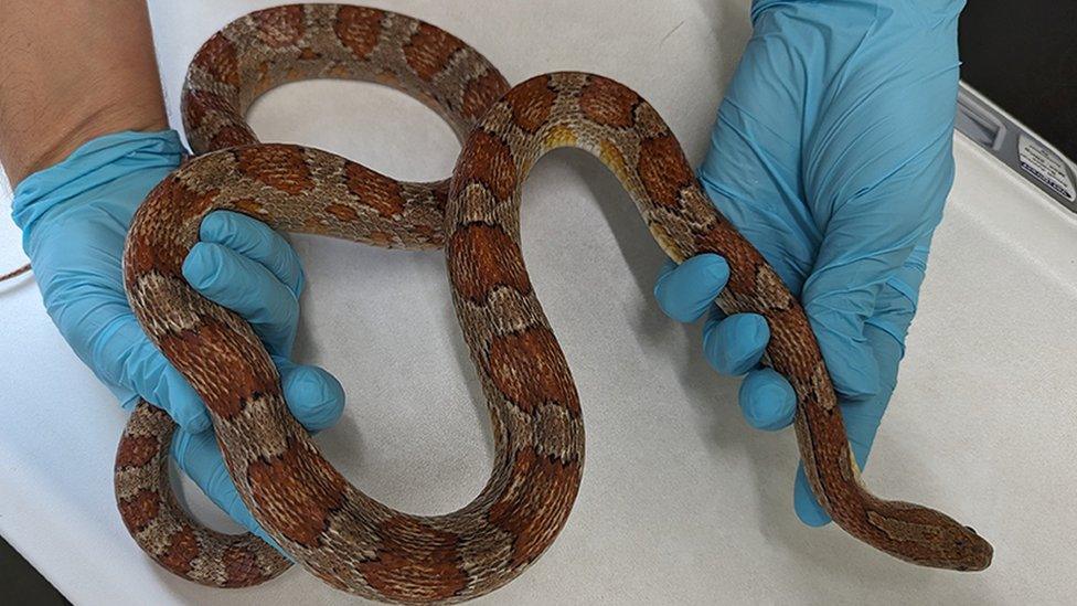 Snake being held by vet