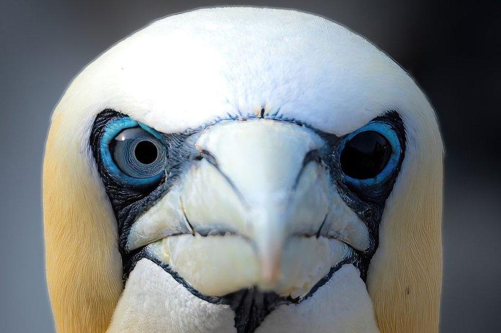 Gannet