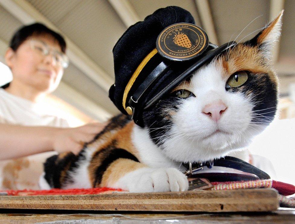 Tama the station cat