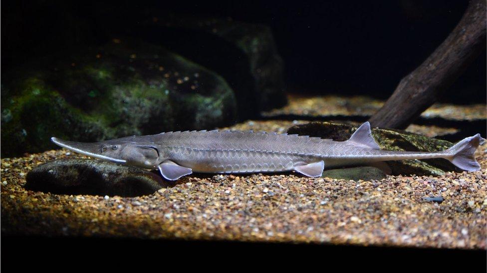 Sturgeon isinglass