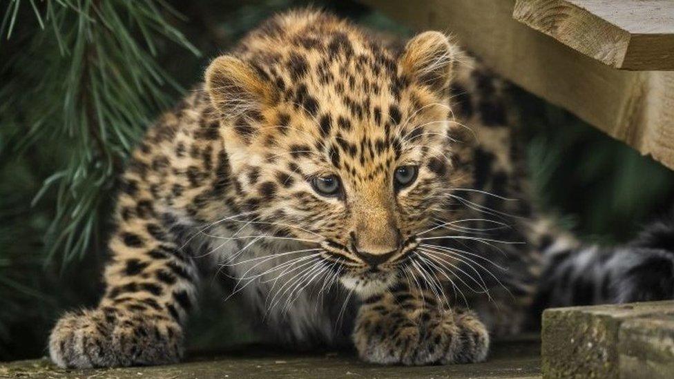 Amur leopard cub