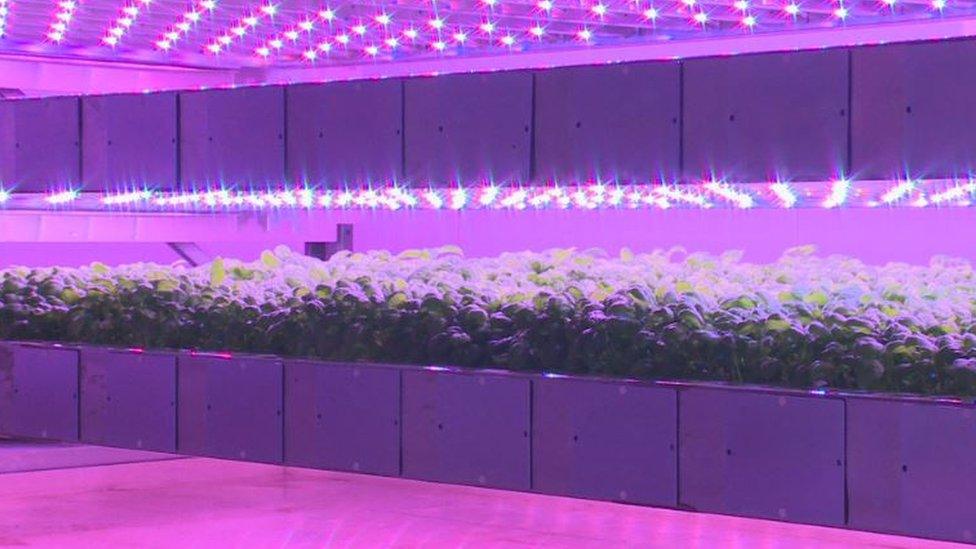 Basil growing in vertical farm