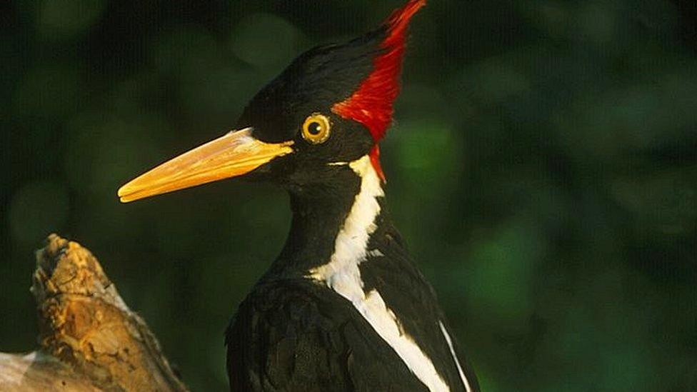 Ivory-billed woodpecker, Campephilus principalis, mounted specimen, It is probably extinct; last sighted in the 1980s, Louisiana, USA (Photo by: Auscape/Universal Images Group via Getty Images)