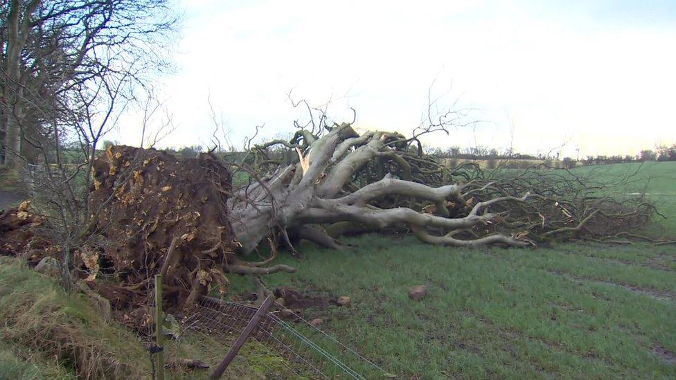 Dark hedge tree